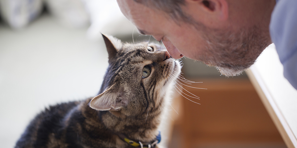 Facts + Statistics: Pet Ownership and Insurance