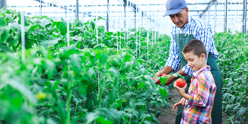 Background on: Crop Insurance