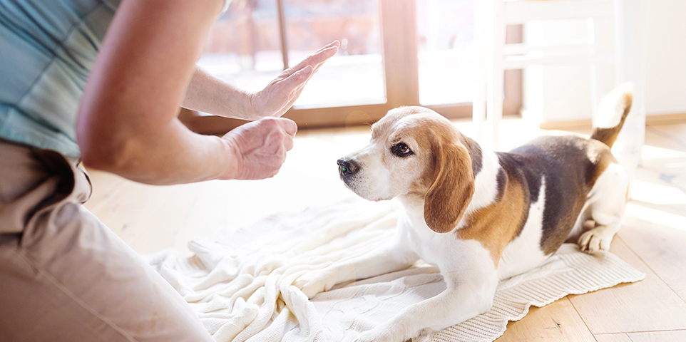 A beagle puppy is lying on a rug looking attentively at a woman partially out of frame holding a hand up in a training gesture.