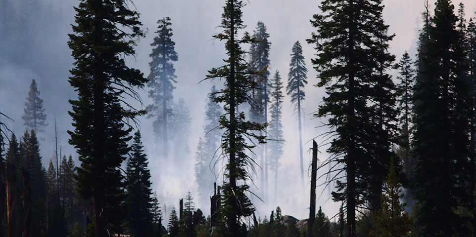 Wildfires: insurance and recovery resources