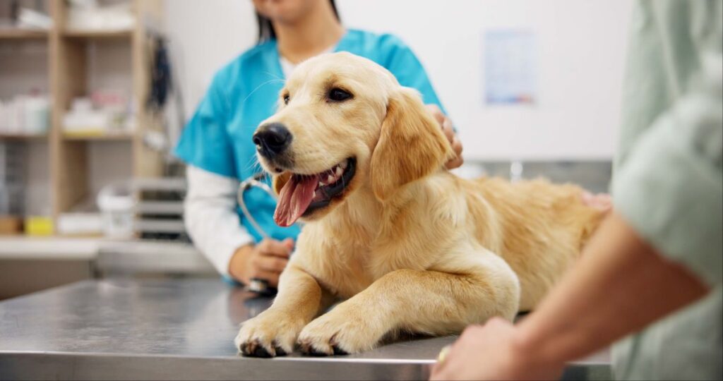 Pet Insurance: A Growing, Diversifying Line