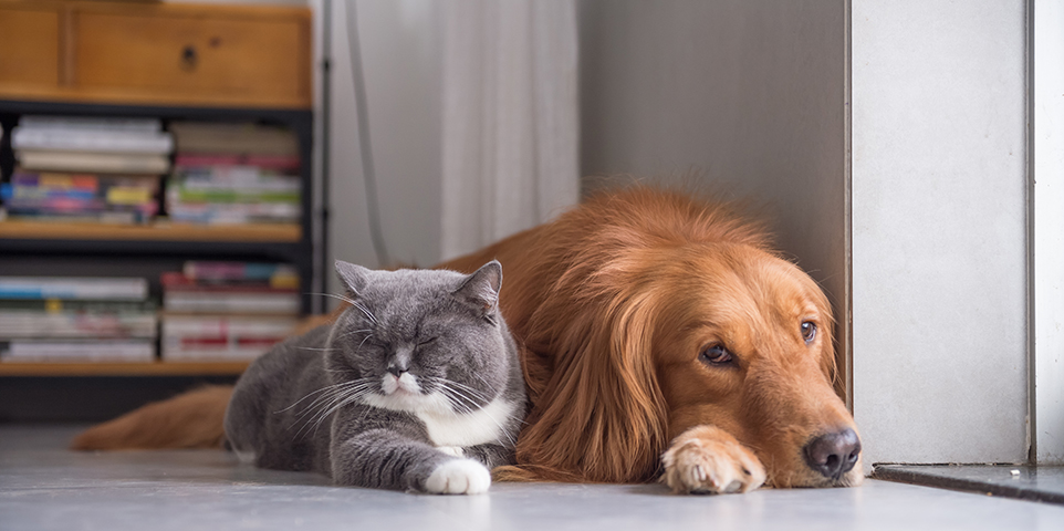 Shedding Light on Pet Insurance